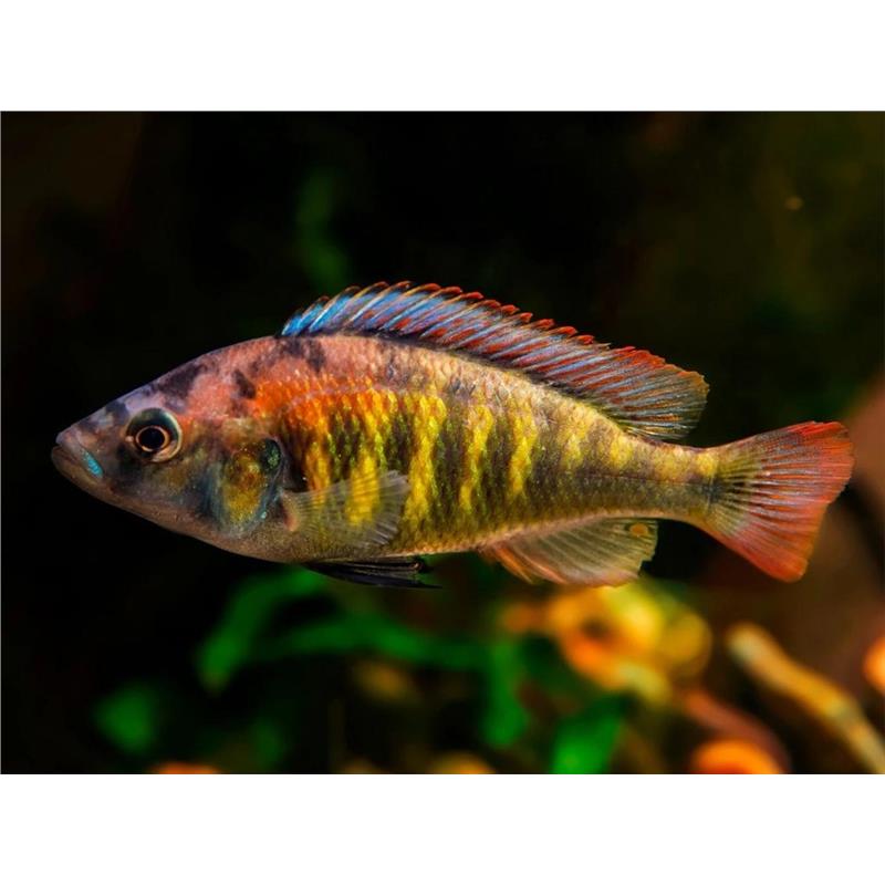 Haplochromis nyererei - imagine 4